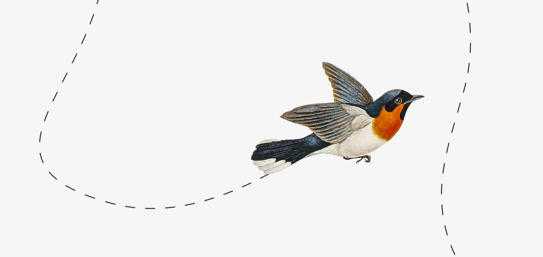 Illustration eines fliegenden Vogels.